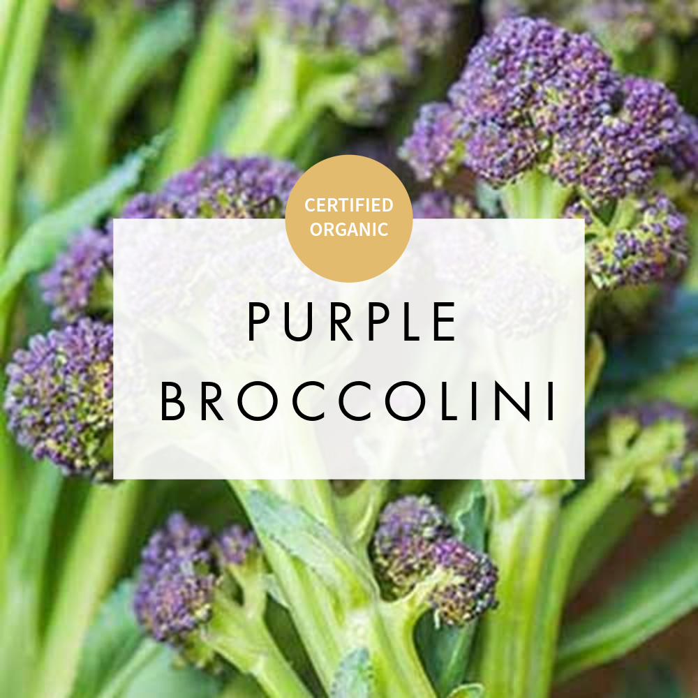 Broccolini Purple