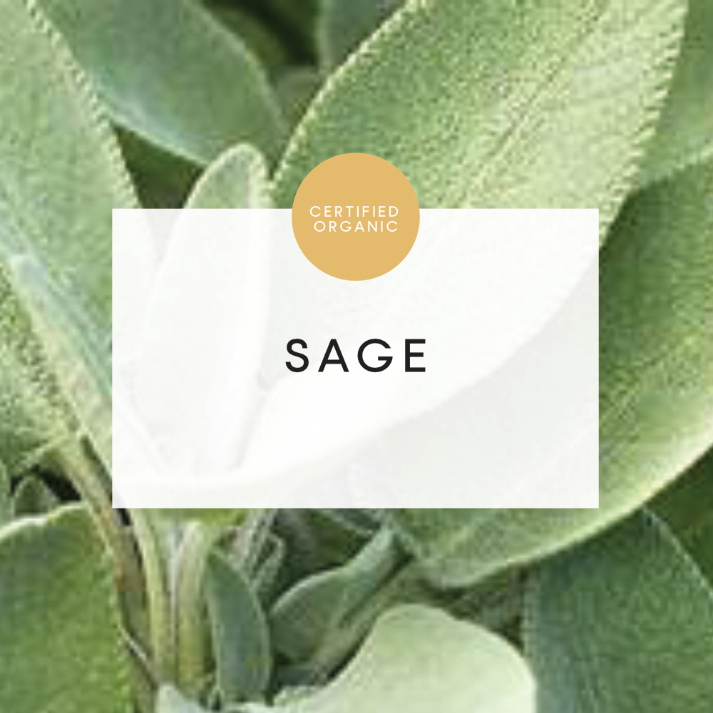 Sage - (Coolibah Farm - VIC)