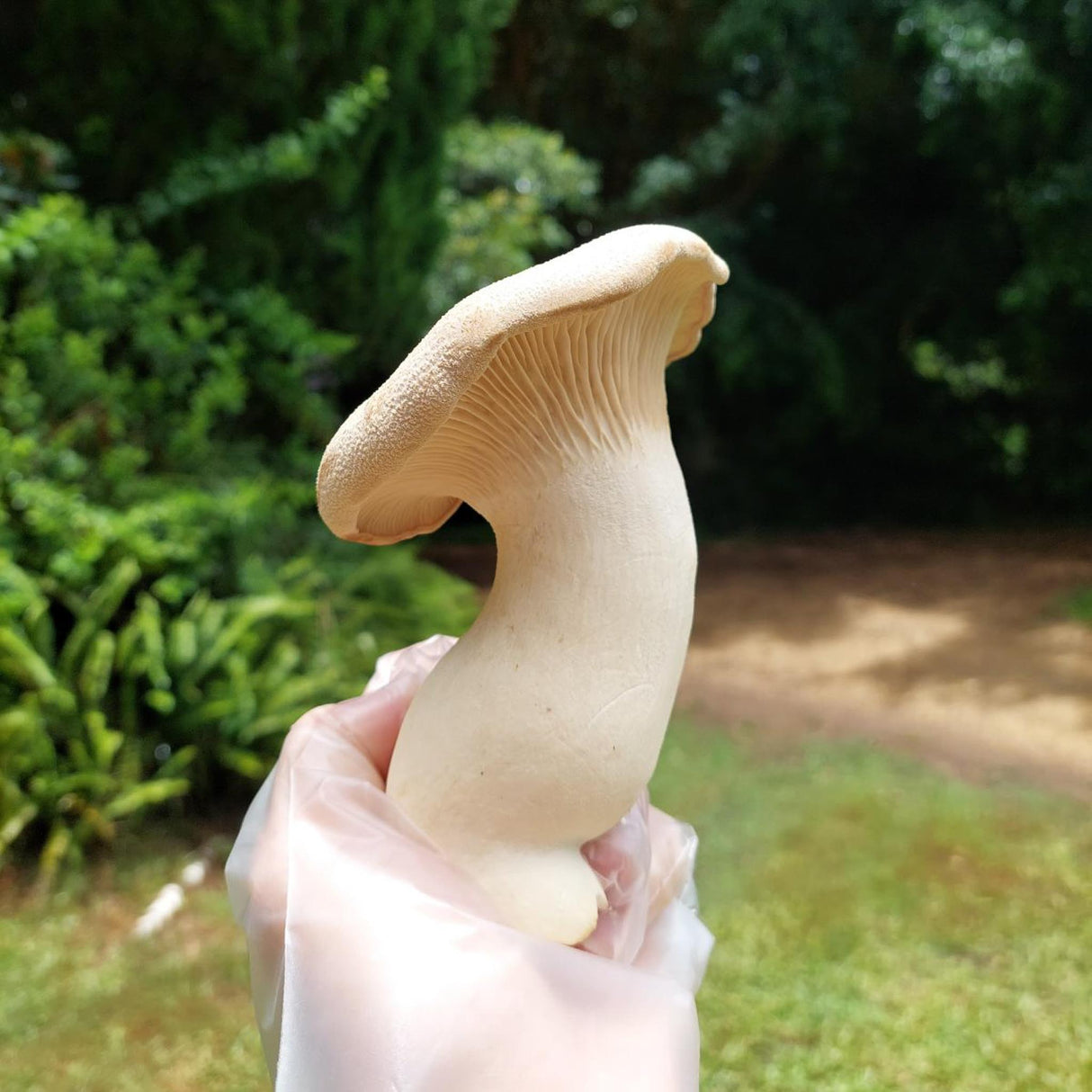 King Oyster Mushrooms - 200g - Locally Sourced - (Macwood Mushroom co - Hannam Vale)
