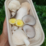 Mixed Mushrooms -  Oyster, Shiitake, Lions Mane & Chestnut - 200g - Locally Sourced - (Macwood Mushroom co - Hannam Vale)