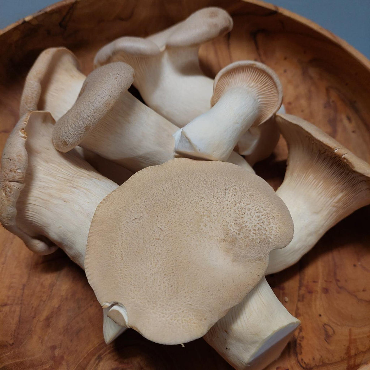 King Oyster Mushrooms - 200g - Locally Sourced - (Macwood Mushroom co - Hannam Vale)