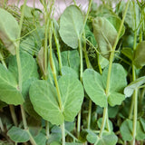 Pea Shoots - Locally Sourced (Petal & Sprout Farm)