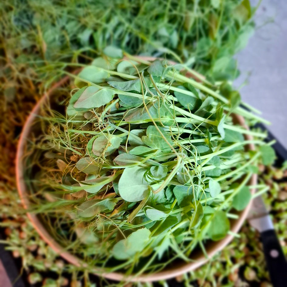 Pea Shoots - Locally Sourced (Petal & Sprout Farm)
