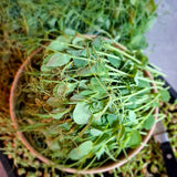 Pea Shoots - Locally Sourced (Petal & Sprout Farm)